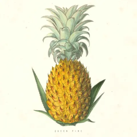 ananasas statuso simbolis